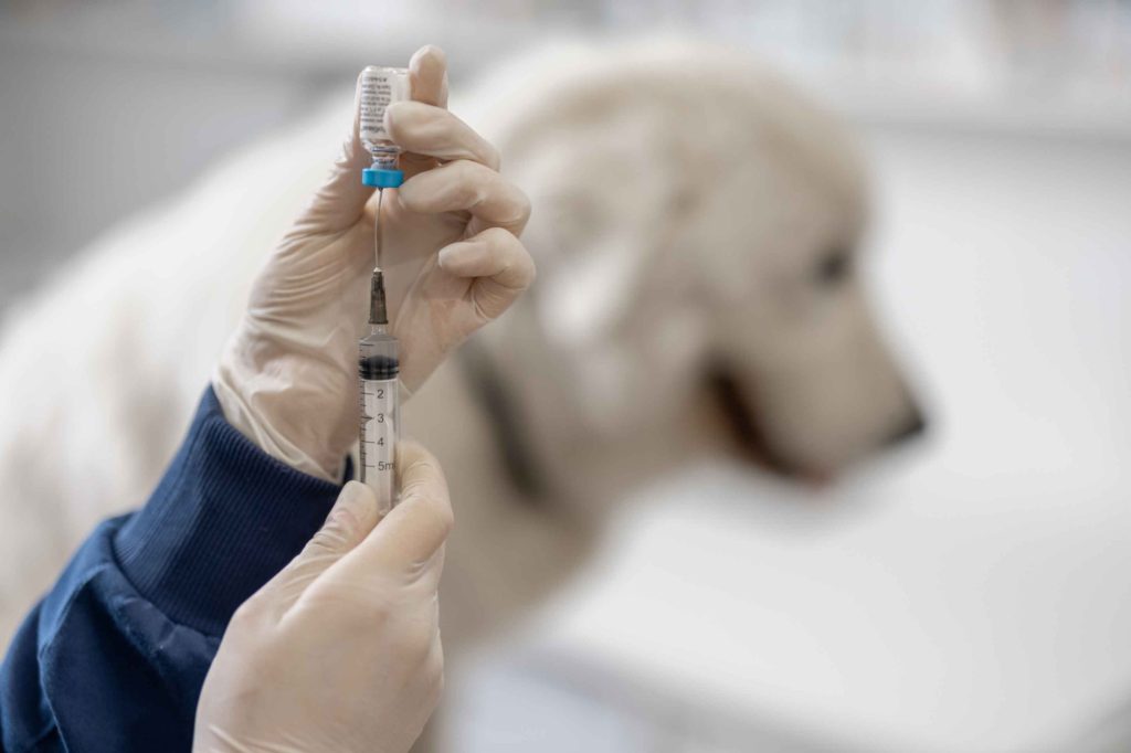 How Long Does the Rabies Vaccine Last: Complete Guide